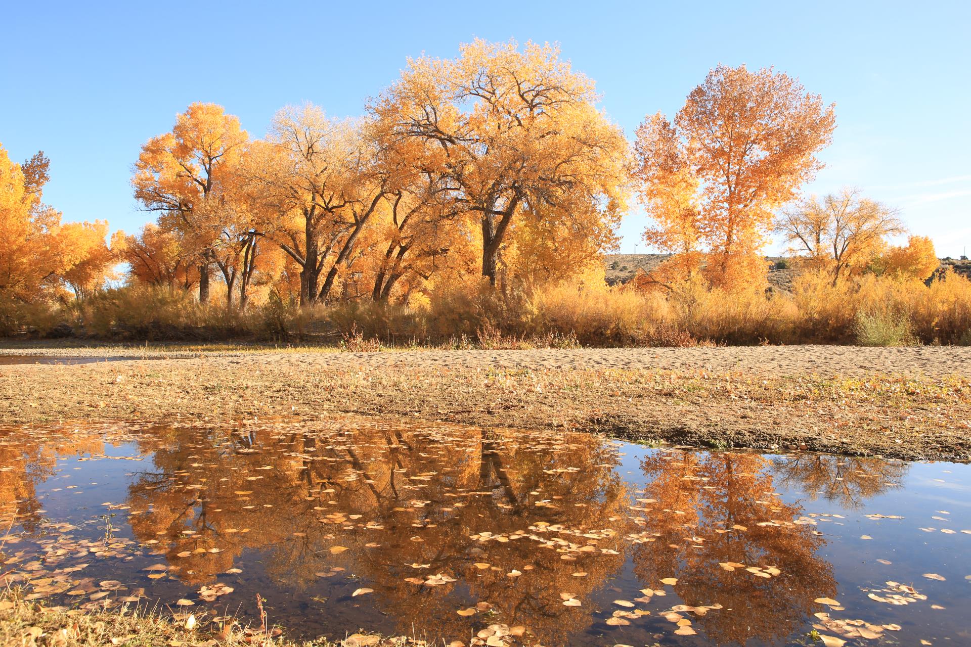 trees by a pond