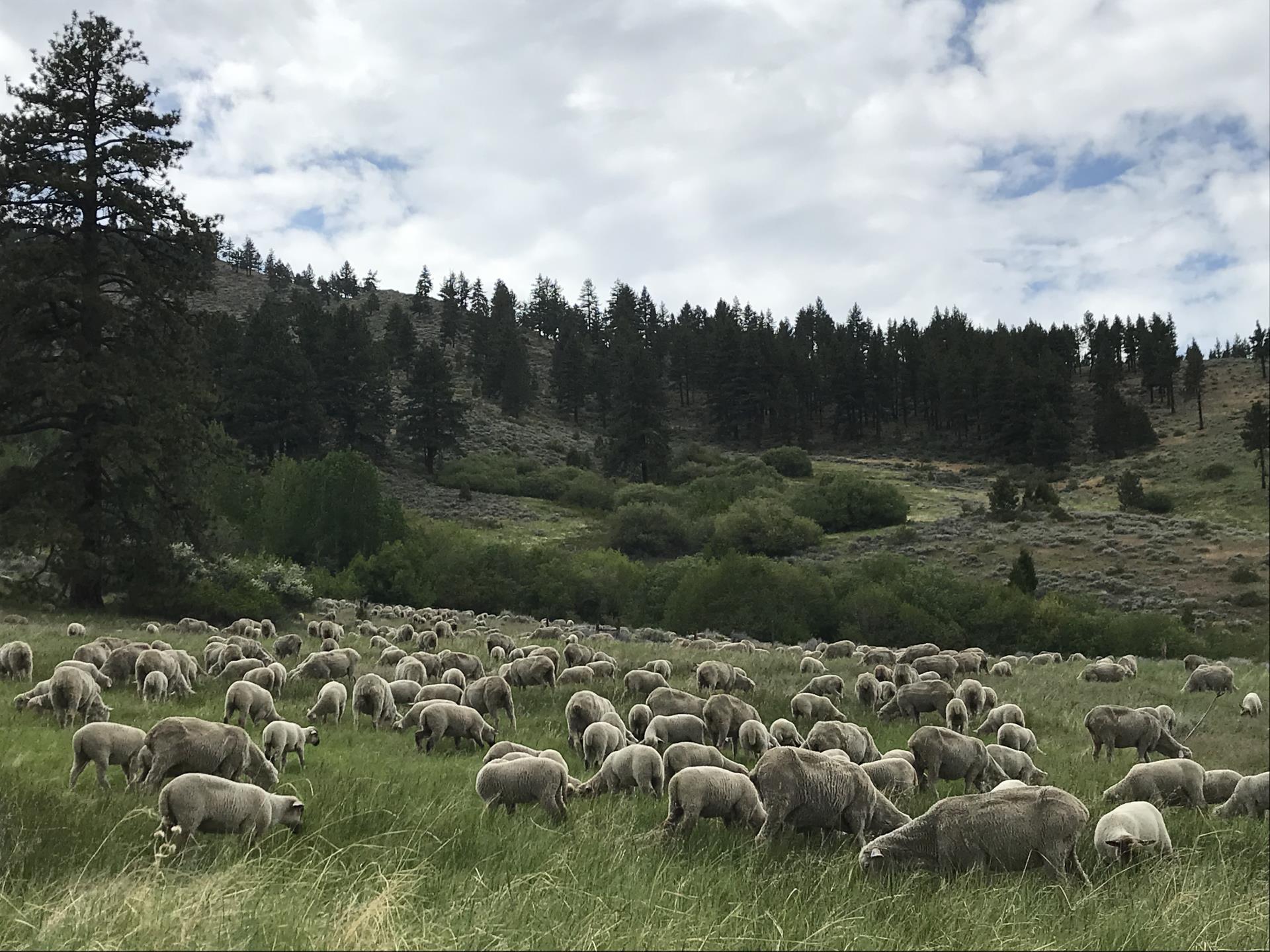 Wildland Fuels Reduction Project: Sheep