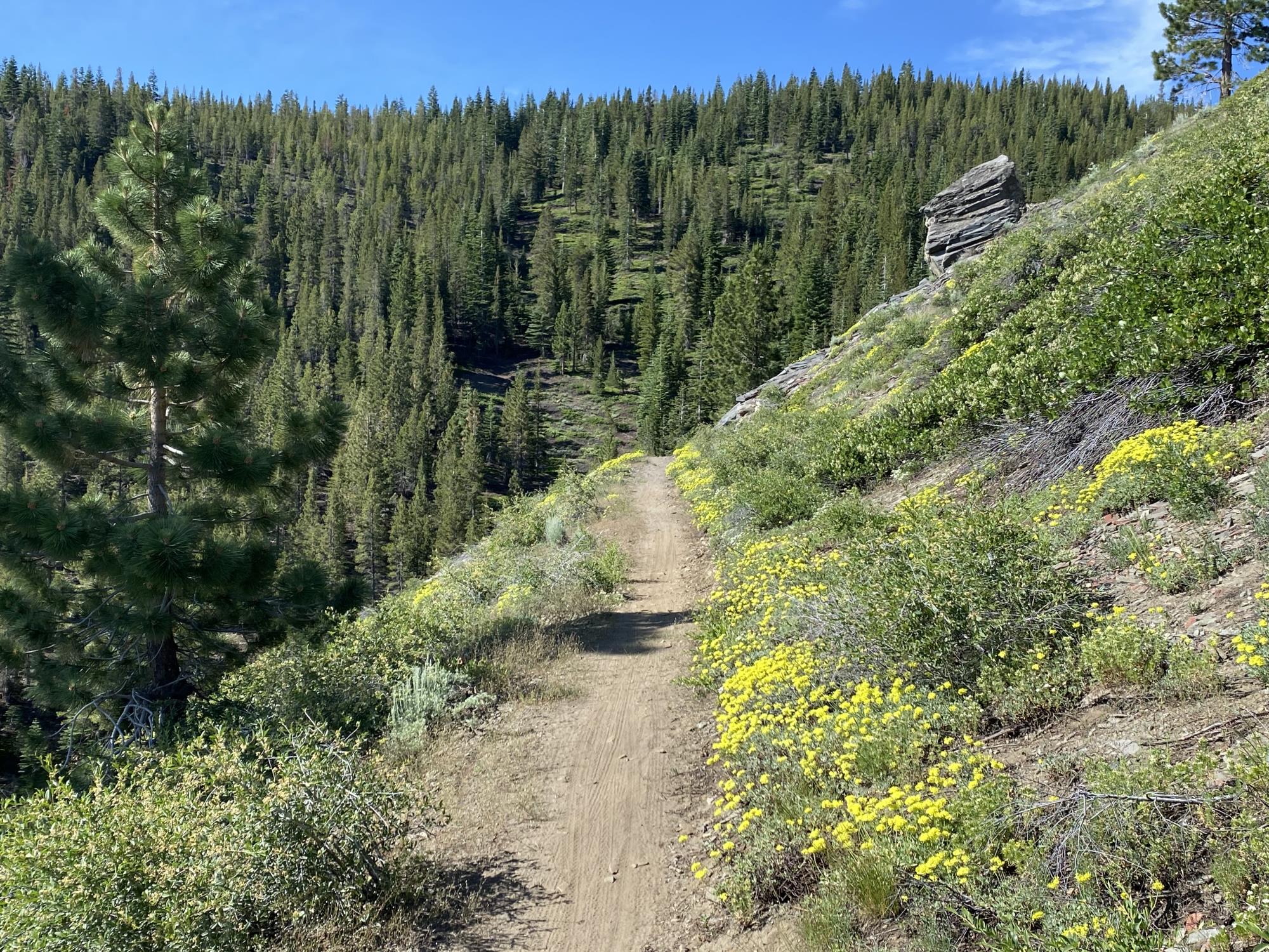 Capital to Tahoe Trail