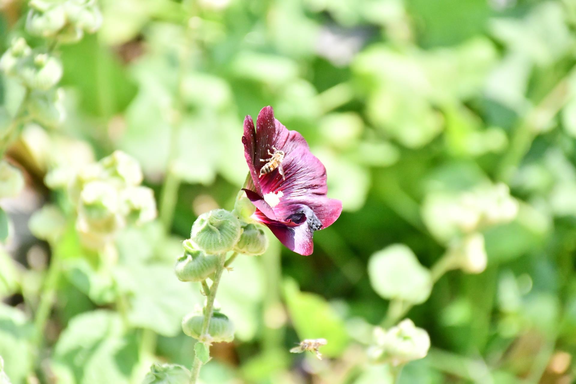 Honey Bee on a Flower